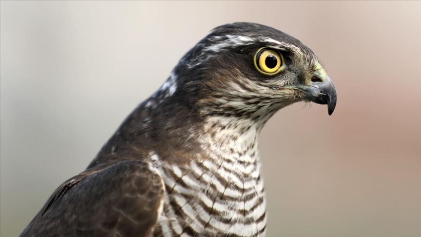 Sparrowhawk Culture in Rize