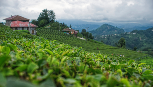 Çeçeva Haremtepe Çay Bahçesi Turu
